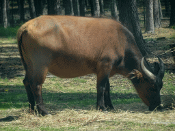 Dwarf Forest Buffalo at the Safaripark Beekse Bergen, viewed from the car during the Autosafari