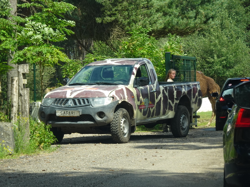 Zookeeper with a jeep and Dromedary at the Safaripark Beekse Bergen, viewed from the car during the Autosafari