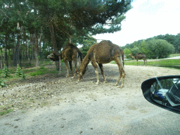 Dromedaries at the Safaripark Beekse Bergen, viewed from the car during the Autosafari