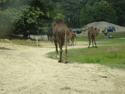 Dromedaries at the Safaripark Beekse Bergen, viewed from the car during the Autosafari