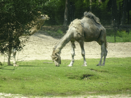 Dromedaries at the Safaripark Beekse Bergen, viewed from the car during the Autosafari