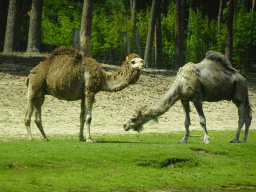 Dromedaries at the Safaripark Beekse Bergen, viewed from the car during the Autosafari