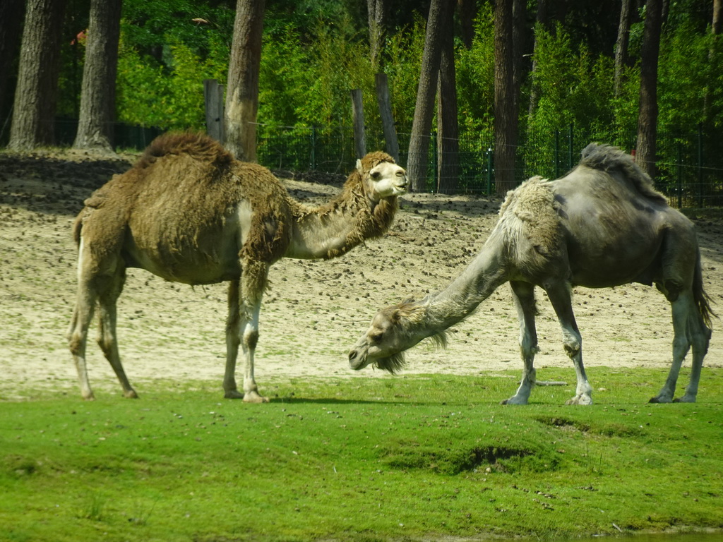 Dromedaries at the Safaripark Beekse Bergen, viewed from the car during the Autosafari