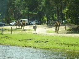 Dromedaries at the Safaripark Beekse Bergen, viewed from the car during the Autosafari