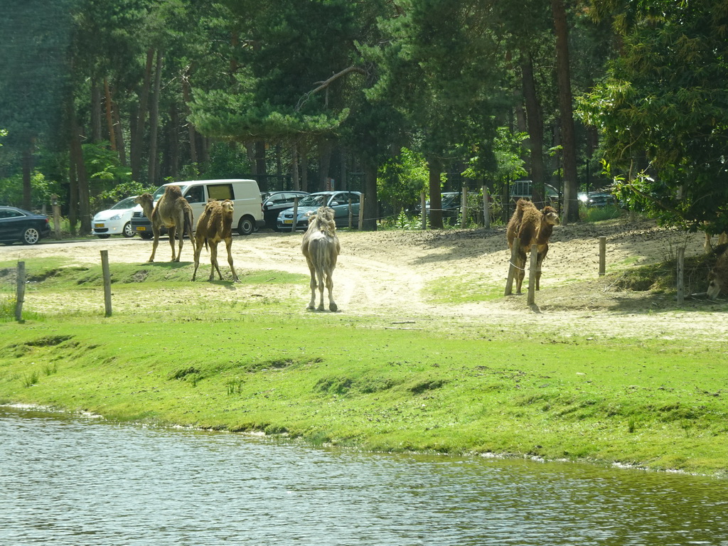 Dromedaries at the Safaripark Beekse Bergen, viewed from the car during the Autosafari