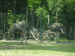Ostriches at the Safaripark Beekse Bergen, viewed from the car during the Autosafari
