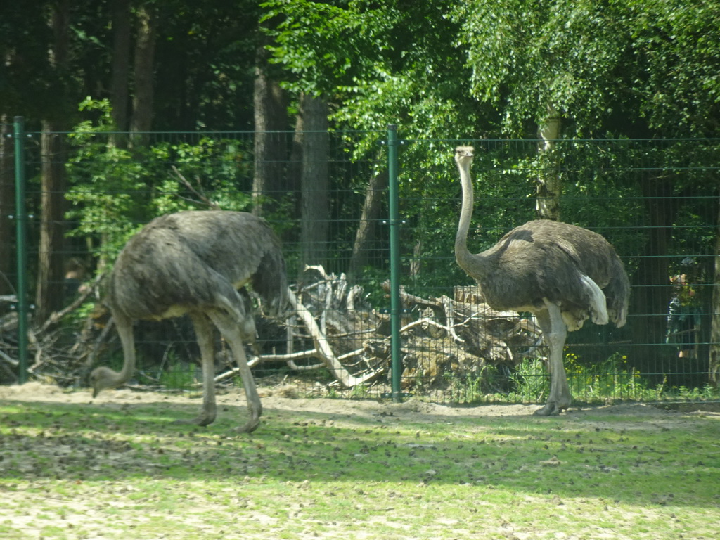 Ostriches at the Safaripark Beekse Bergen, viewed from the car during the Autosafari