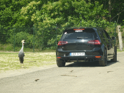 Black Crowned Crane at the Safaripark Beekse Bergen, viewed from the car during the Autosafari