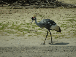 Black Crowned Crane at the Safaripark Beekse Bergen, viewed from the car during the Autosafari