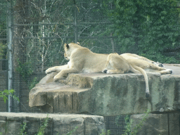 Lions at the Safaripark Beekse Bergen, viewed from the car during the Autosafari