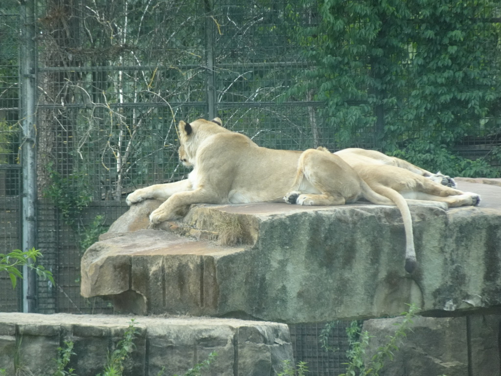 Lions at the Safaripark Beekse Bergen, viewed from the car during the Autosafari