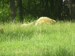 Lion at the Safaripark Beekse Bergen, viewed from the car during the Autosafari