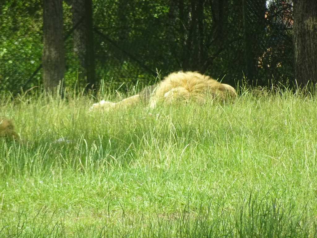 Lion at the Safaripark Beekse Bergen, viewed from the car during the Autosafari