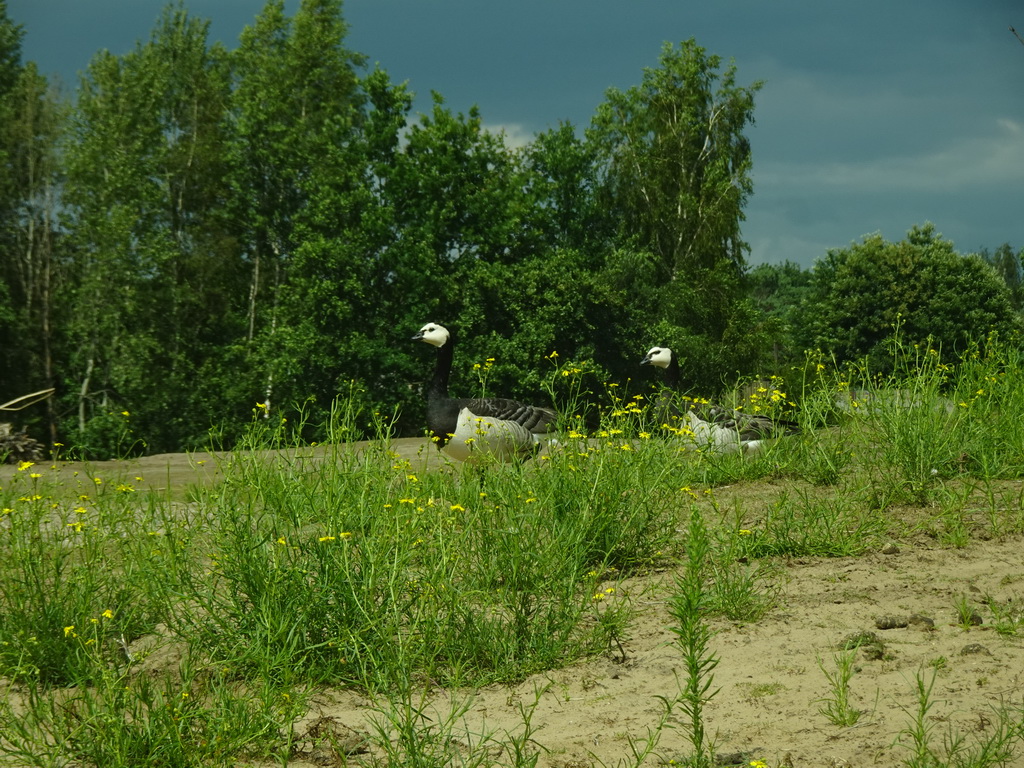 Geese at the Safaripark Beekse Bergen, viewed from the car during the Autosafari