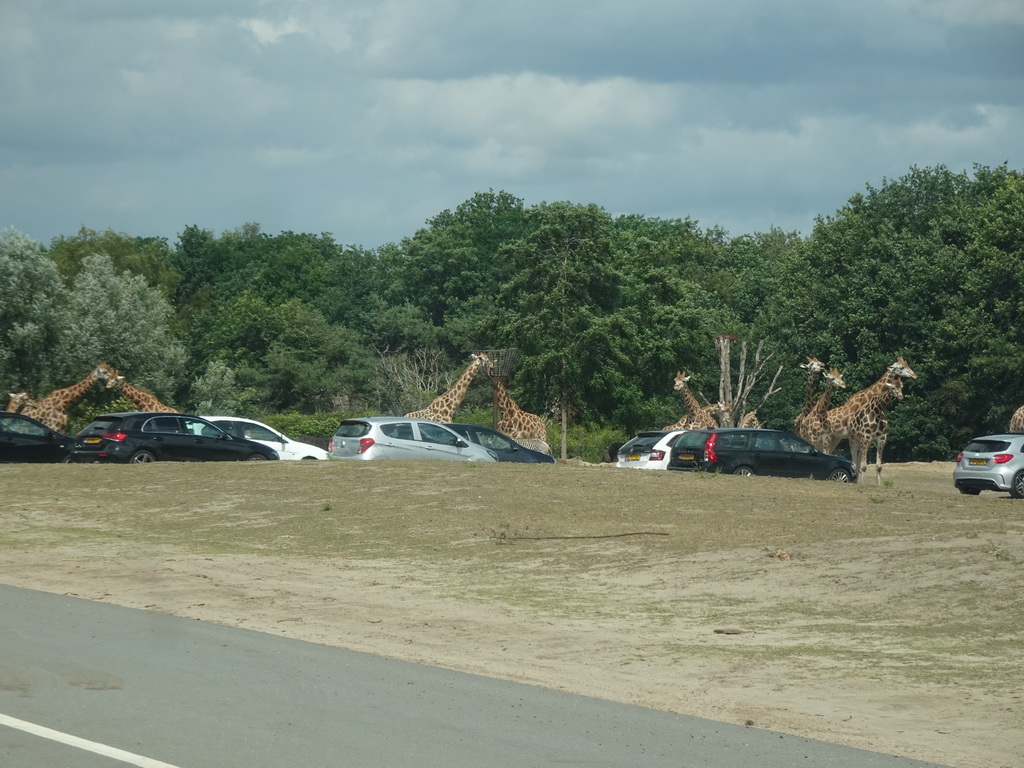 Rothschild`s Giraffes inbetween cars at the Safaripark Beekse Bergen, viewed from the car during the Autosafari