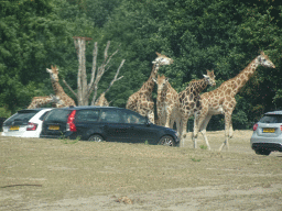 Rothschild`s Giraffes inbetween cars at the Safaripark Beekse Bergen, viewed from the car during the Autosafari