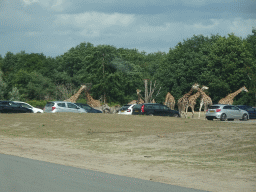 Rothschild`s Giraffes inbetween cars at the Safaripark Beekse Bergen, viewed from the car during the Autosafari