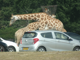 Rothschild`s Giraffes inbetween cars at the Safaripark Beekse Bergen, viewed from the car during the Autosafari