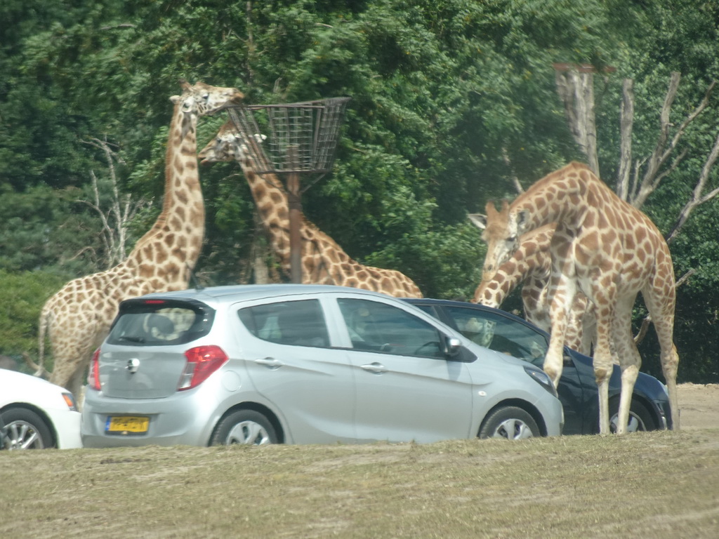 Rothschild`s Giraffes inbetween cars at the Safaripark Beekse Bergen, viewed from the car during the Autosafari