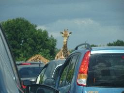 Rothschild`s Giraffes inbetween cars at the Safaripark Beekse Bergen, viewed from the car during the Autosafari