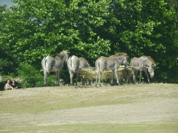 Grévy`s Zebras at the Safaripark Beekse Bergen, viewed from the car during the Autosafari