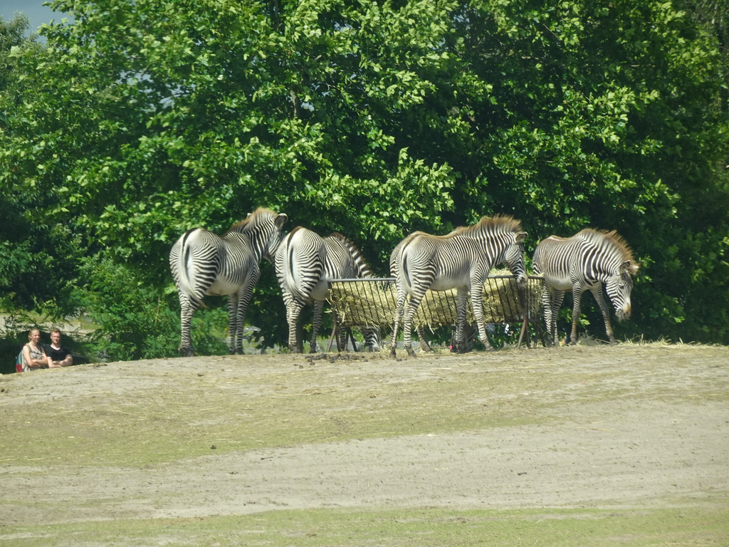 Grévy`s Zebras at the Safaripark Beekse Bergen, viewed from the car during the Autosafari