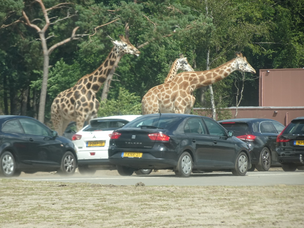 Rothschild`s Giraffes inbetween cars at the Safaripark Beekse Bergen, viewed from the car during the Autosafari