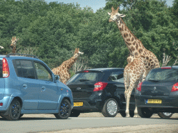 Rothschild`s Giraffes inbetween cars at the Safaripark Beekse Bergen, viewed from the car during the Autosafari