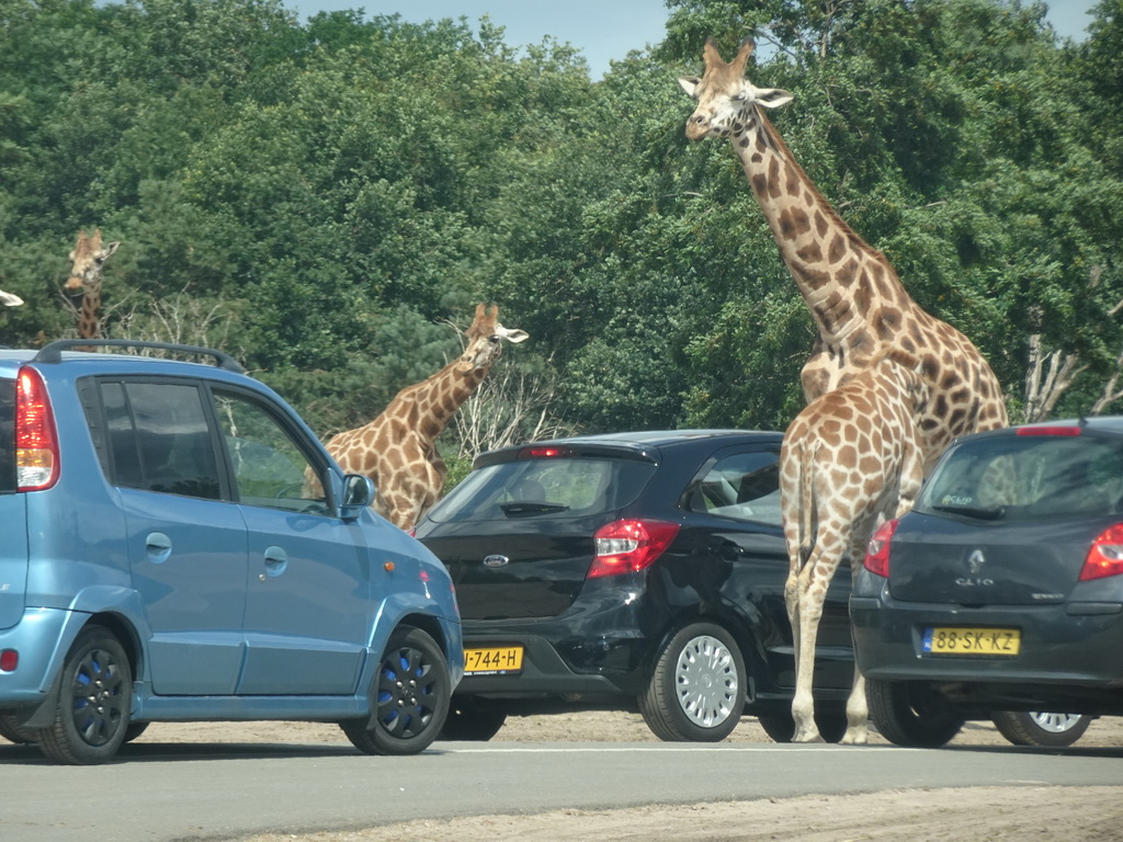 Rothschild`s Giraffes inbetween cars at the Safaripark Beekse Bergen, viewed from the car during the Autosafari