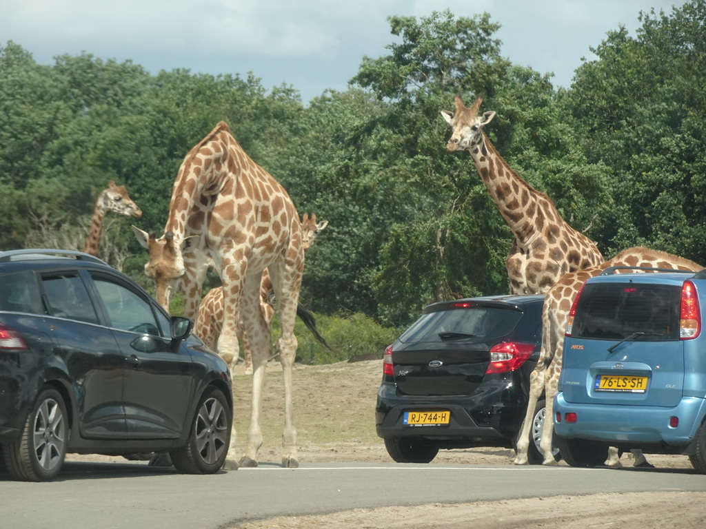 Rothschild`s Giraffes inbetween cars at the Safaripark Beekse Bergen, viewed from the car during the Autosafari