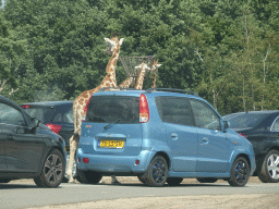 Rothschild`s Giraffes inbetween cars at the Safaripark Beekse Bergen, viewed from the car during the Autosafari