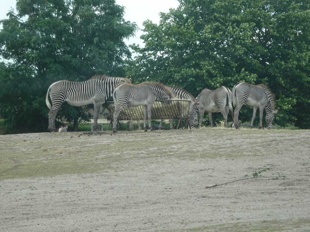 Grévy`s Zebras at the Safaripark Beekse Bergen, viewed from the car during the Autosafari