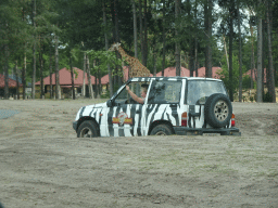 Zookeeper in a jeep and Rothschild`s Giraffe at the Safaripark Beekse Bergen, viewed from the car during the Autosafari