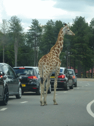 Rothschild`s Giraffe inbetween cars at the Safaripark Beekse Bergen, viewed from the car during the Autosafari