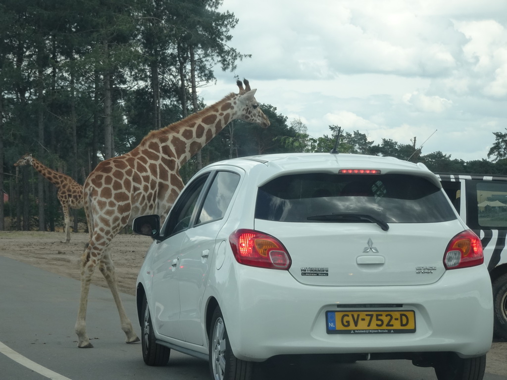 Rothschild`s Giraffes inbetween cars at the Safaripark Beekse Bergen, viewed from the car during the Autosafari