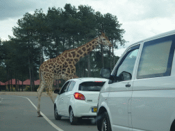 Rothschild`s Giraffes inbetween cars at the Safaripark Beekse Bergen, viewed from the car during the Autosafari