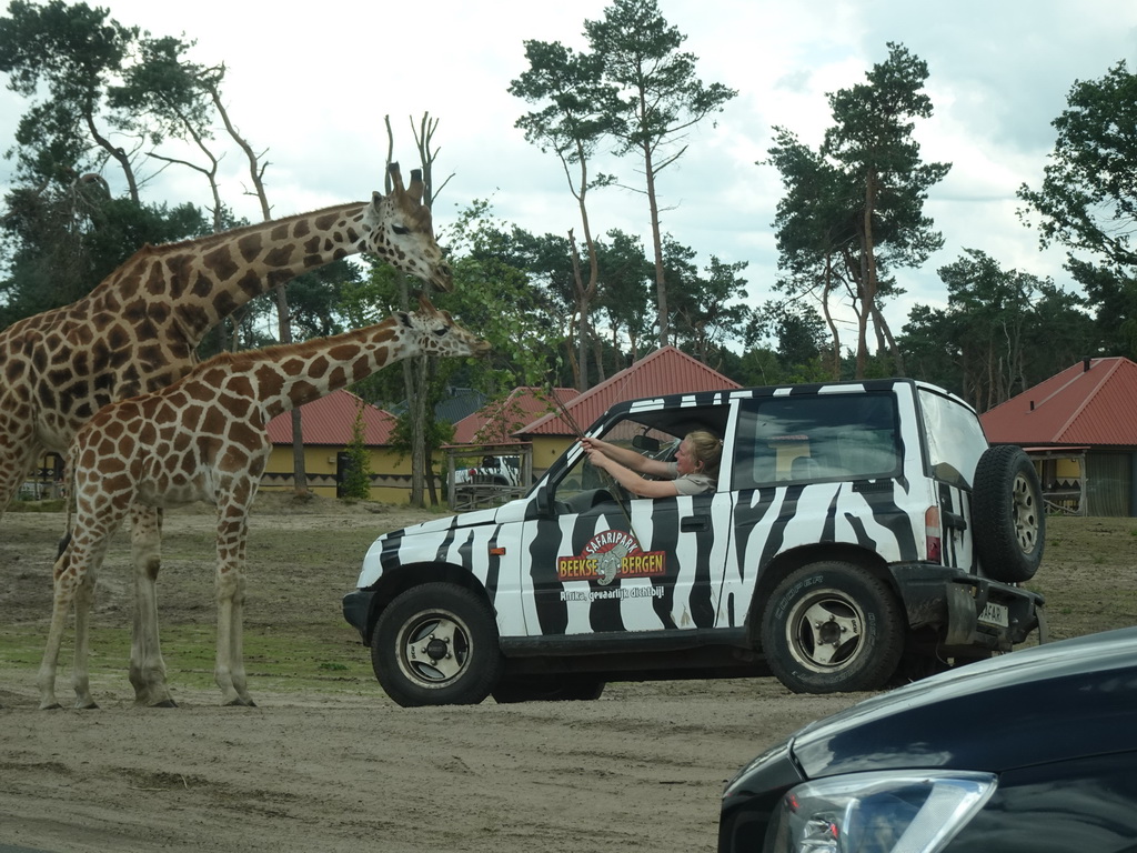 Zookeeper in a jeep feeding Rothschild`s Giraffes at the Safaripark Beekse Bergen, viewed from the car during the Autosafari