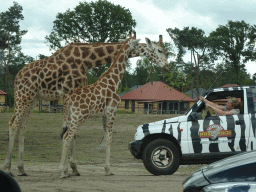 Zookeeper in a jeep feeding Rothschild`s Giraffes at the Safaripark Beekse Bergen, viewed from the car during the Autosafari