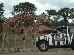 Zookeeper in a jeep feeding Rothschild`s Giraffes at the Safaripark Beekse Bergen, viewed from the car during the Autosafari