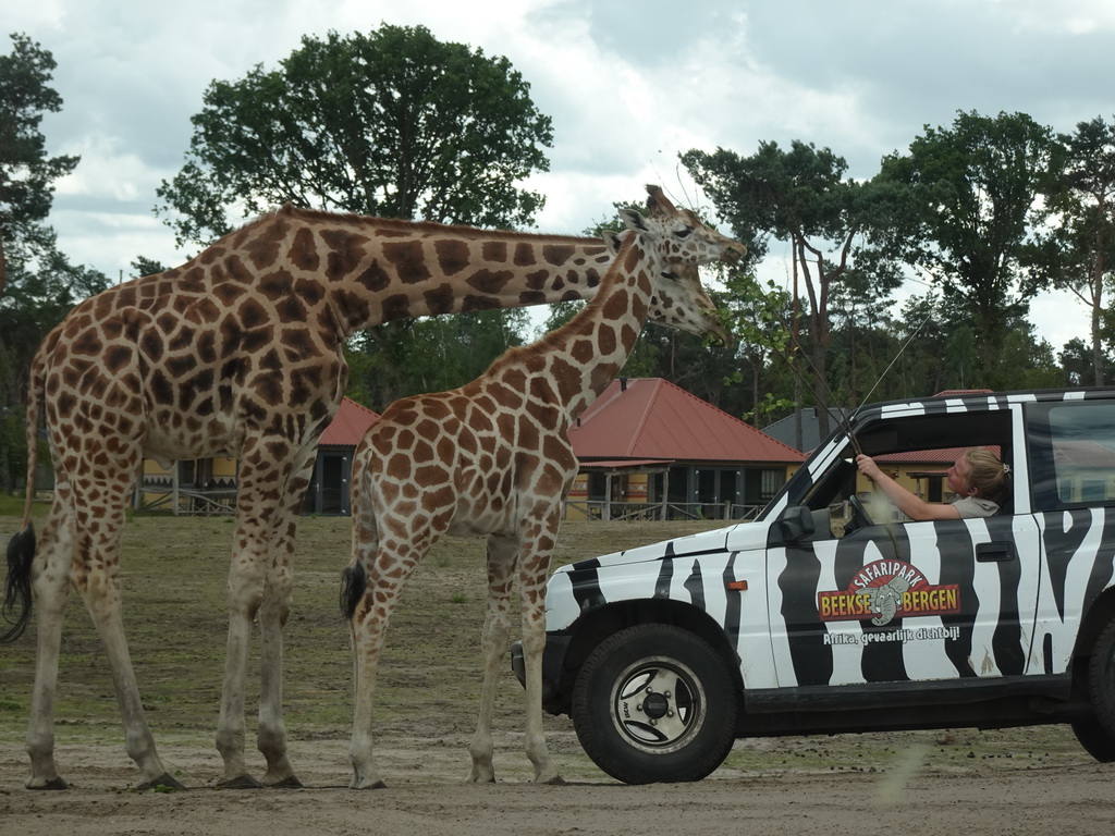 Zookeeper in a jeep feeding Rothschild`s Giraffes at the Safaripark Beekse Bergen, viewed from the car during the Autosafari