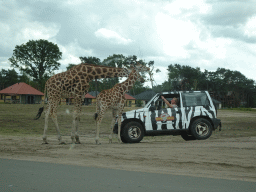 Zookeeper in a jeep feeding Rothschild`s Giraffes at the Safaripark Beekse Bergen, viewed from the car during the Autosafari