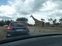 Rothschild`s Giraffe inbetween cars at the Safaripark Beekse Bergen, viewed from the car during the Autosafari