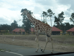 Rothschild`s Giraffe at the Safaripark Beekse Bergen, viewed from the car during the Autosafari