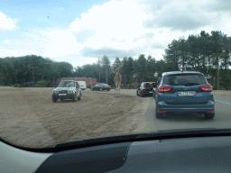 Rothschild`s Giraffe inbetween cars at the Safaripark Beekse Bergen, viewed from the car during the Autosafari