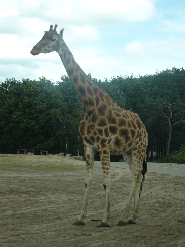 Rothschild`s Giraffe at the Safaripark Beekse Bergen, viewed from the car during the Autosafari