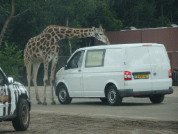 Rothschild`s Giraffe licking a car at the Safaripark Beekse Bergen, viewed from the car during the Autosafari