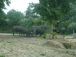 African Buffalos at the Safaripark Beekse Bergen, viewed from the car during the Autosafari