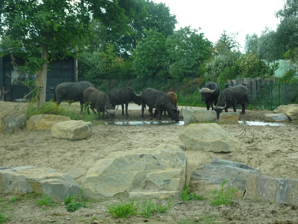 African Buffalos at the Safaripark Beekse Bergen, viewed from the car during the Autosafari