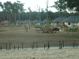 Rothschild`s Giraffes and African Buffalos and holiday homes of the Safari Resort at the Safaripark Beekse Bergen, viewed from the car during the Autosafari