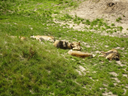 Lions at the Safaripark Beekse Bergen